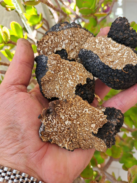 🌞 Giugno è il Mese del Tartufo Estivo: Scopri "EASTIVUM VITT"